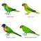 Cute Australia Lorikeet, parrot bird vector illustration set, Rainbow Lorikeet, Little Lorikeet, Scaly-breasted, Musk lorikeet