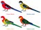 Cute Australia parrots, Rosella bird vector illustration set, Eastern rosella, Western, Crimson, Northern Rosella