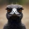 Cute Australian emu - ai generated image