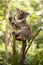 Cute Australian Koala resting during the day.