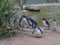 Cute Australian little penguins