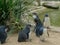 Cute Australian little penguins