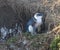 Cute Australian little penguins