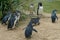 Cute Australian little penguins