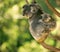 Cute Australian mother Koala with her joey