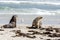 Cute Australian Sea Lions Neophoca cinerea on Kangaroo Island coastline, South Australia , Seal bay