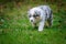Cute Australian Shepherd puppy exploring world oustide home