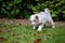 Cute Australian Shepherd puppy exploring world oustide home