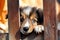 Cute Australian Shepherd puppy peeking out of the bars of a fence. Homeless animals. Our little brothers.