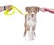 Cute australian shepherd puppy in between two leashes - divorce