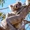 Cute Australian sleepy koala bear