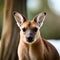 Cute Australian wallaby - ai generated image