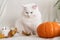Cute autumn cat. A white fluffy kitten sits next to a pumpkin and autumn leaves on a white woolen blanket. Fall mood