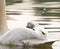 A cute and awesome little grey swan fledgling is sitting on the back of it`s father and has a rest from swimming. Its like a natur