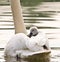 A cute and awesome little grey swan fledgling is sitting on the back of it`s father and has a rest from swimming. Its like a natur