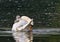 A cute and awesome little grey swan fledgling is sitting on the back of it`s father and has a rest from swimming. Its like a natur