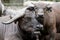 Cute baby African buffalo with it\'s mother frontal