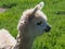 cute baby alpaca in Bolivia, Vicugna pacos