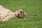 Cute baby animals playing. Marmot prairie dogs having fun together