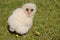 Cute baby barn owl, outdoors