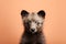 Cute Baby Bear Cub Portrait in Vibrant Minimalist Studio. Generative AI Illustration