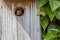 Cute baby bird in a country garden wall nest box