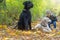 Cute baby boy is petting Golden Retriever Dog outdoors