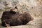 Cute baby brown bear in zoo. Bear lying on the floor in the enclosure