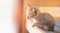 Cute baby brown tabby kitten sleeping on their bed in the Catâ€™s house