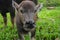 Cute baby buffalo in farm,Cute animal. Farmer`s friend