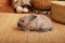 Cute baby bunny relax next to straw carpet in warm tones. Home decorative rabbit. portrait funny little bunny on floor at home and