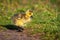 Cute baby canadian gosling birds in the wild at spring