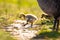 Cute baby canadian gosling birds in the wild at spring