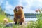 Cute baby capybara. Generative AI