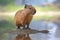 Cute baby capybara. Generative AI