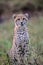 Cute Baby Cheetah in Kruger National Park