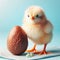 Cute baby chick standing next to chocolate Easter egg, with pale blue background