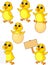Cute baby chicken cartoon set
