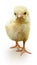 Cute baby chicken isolated on white.