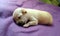 Cute baby chihuahua sleeping peacefully