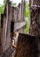 Cute baby coati looking around a fence in Mexico