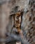 Cute baby coati looking through a hole in a fence in Mexico