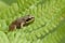 Cute baby Common Frog Rana temporaria sitting on a fern leaf.