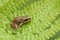 A cute baby Common Frog Rana temporaria sitting on a fern leaf.