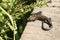 A cute baby Common Lizard Lacerta Zootoca vivipara the size of a small worm warming up on a wooden walkway.