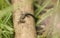 A cute baby Common Lizard Lacerta Zootoca vivipara warming on a stick in the long grass.