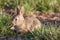 Cute Baby Cottontail Rabbit