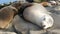 Cute baby cub, sweet sea lion pup and mother. Funny lazy seals, ocean beach wildlife, La Jolla, San Diego, California