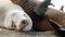 Cute baby cub, sweet sea lion pup and mother. Funny lazy seals, ocean beach wildlife, La Jolla, San Diego, California