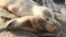 Cute baby cub, sweet sea lion pup and mother. Funny lazy seals, ocean beach wildlife, La Jolla, San Diego, California